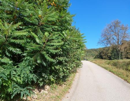 Vegetacija ob cesti-slika 2
